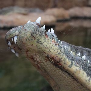 Nile crocodile, April 2014