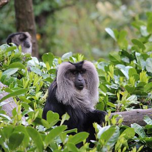 Lion tailed macaque, April 2014