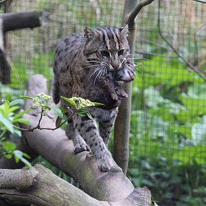 Fishing cat, April 2014