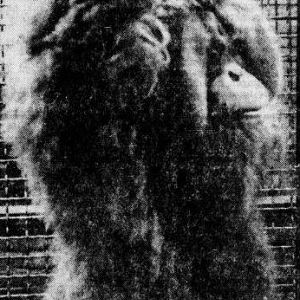 Liboe, male Orang utan