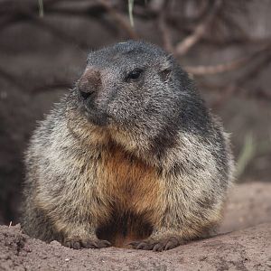 European marmot, April 2014