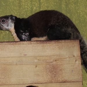 Black giant squirrel, April 2014