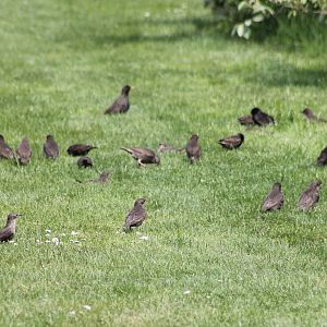Starlings