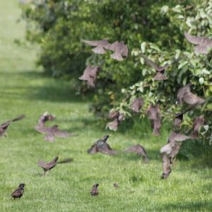 Starlings