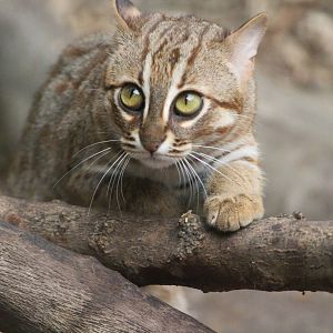 Rusty-spotted cat, April 2014