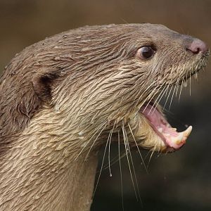 Smooth-coated otter, April 2014