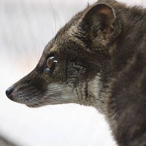 Fanaloka, April 2014