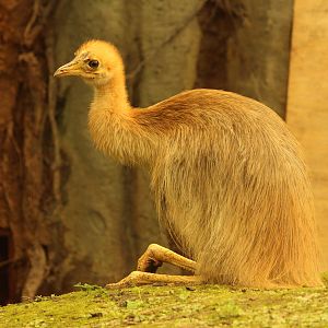 Single-wattled cassowary, April 2014