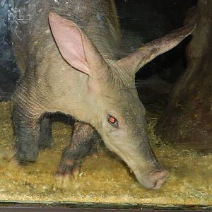 Apr. 2014 - Night Hunters - Aardvark