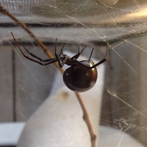 Black Widow Spider