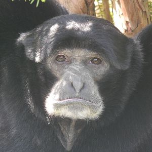 May. 2014 - Gibbon Islands - Siamang