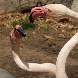 May. 2014 - Rhino Reserve - Greater Flamingo Confrontation