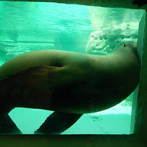 May. 2014 - Sea Lion Falls - Stuck Underwater