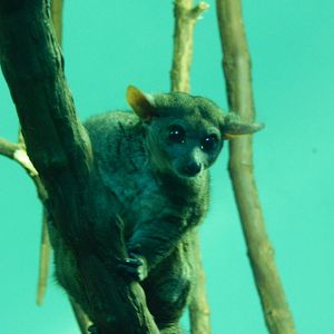 May. 2014 - Night Hunters - Garnett's Galago