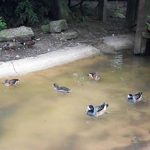 Waterfowl pond in walk-through aviary, 4th May 2014