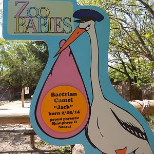 May. 2014 - Zoo Babies Sign for Bactrian Camel