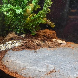 May. 2014 - Reptile House - Juvenile Gaboon Viper