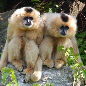May. 2014 - Gibbon Islands - Buff-cheeked Gibbons