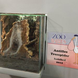 May. 2014 - World of the Insect - New Antilles Tree Spider Exhibit