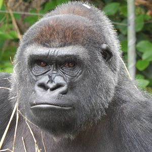 May. 2014 - Gorilla World - Mara