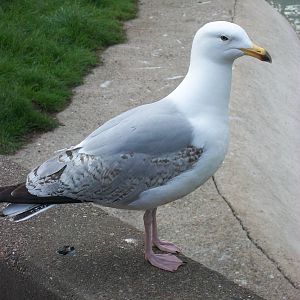 Sheldon, the zoo nuisance, 4th May 2014