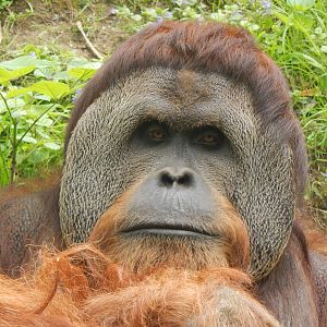 May. 2014 - Jungle Trails - Henry