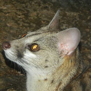 May. 2014 - Jungle Trails - Large-spotted Genet