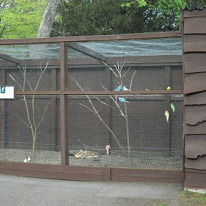 Budgerigar aviary, 4th May 2014