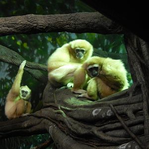 May. 2014 - Jungle Trails - Possum + Connie + Hosen (White-handed Gibbons)