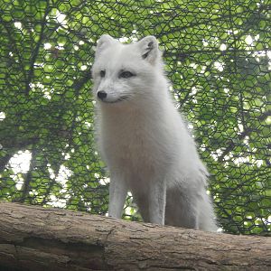 May. 2014 - Lords of the Arctic - Arctic Fox
