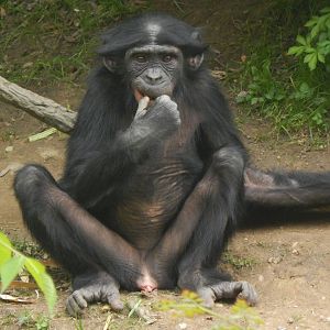 May. 2014 - Jungle Trails - Bonobo