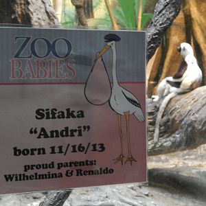 May. 2014 - Jungle Trails - Zoo Babies Sign for Sifakas