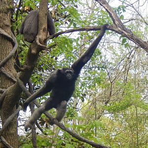 May. 2014 - Jungle Trails - Mueller's Gibbon