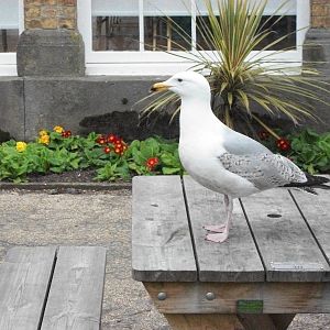 Sheldon again, 4th May 2014