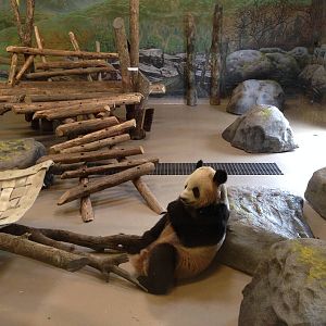Giant Panda Indoor Exhibit