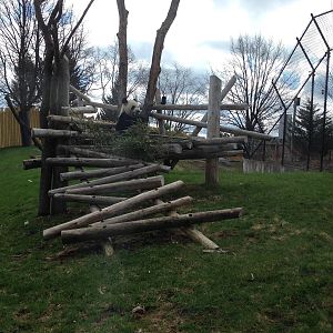 Giant Panda Main Outdoor Exhibit