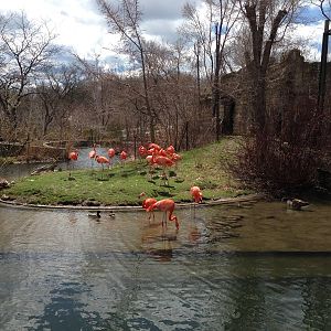 American Flamingo Exhibit
