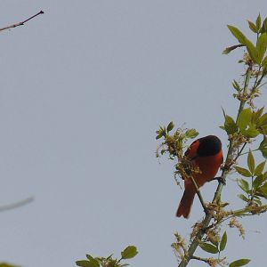 Baltimore Oriole