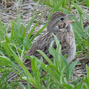 Vesper Sparrow