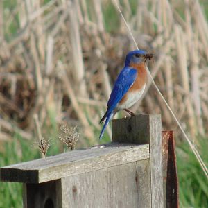 Eastern Bluebird enjoying a snack