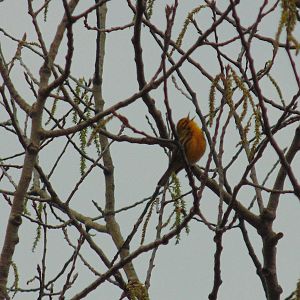 Prairie Warbler in song