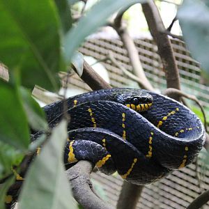 mangrove snake (Boiga dendrophila)