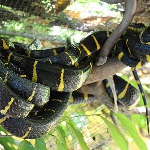 mangrove snakes (Boiga dendrophila)