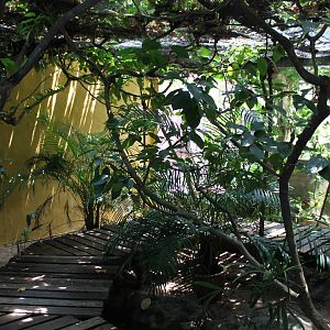 walk-through enclosure for mangrove snakes