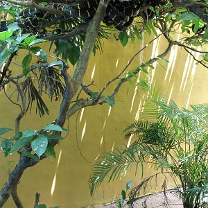 walk-through enclosure for mangrove snakes