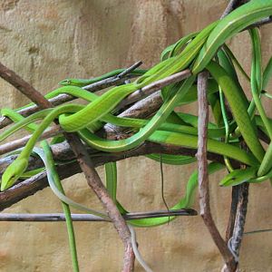 green vine snakes (Ahaetulla prasina)