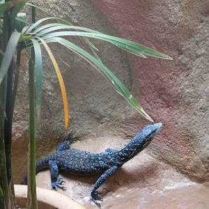 blue tree monitor (Varanus macraei)