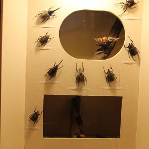 beetle display