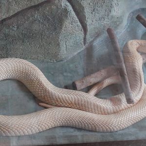 albino cobra