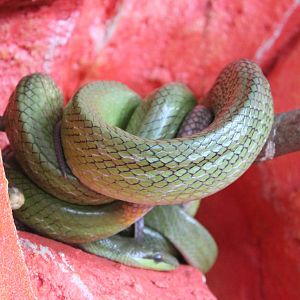 red-tailed racer (Gonyosoma oxycephalum)